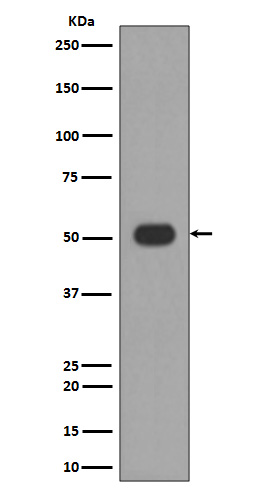 Western blot analysis of MLKL expression in HUVEC cell lysate.
