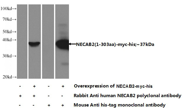 Transfected HEK-293 cells were subjected to SDS PAGE followed by western blot with Catalog No:113090(NECAB2 Antibody) at dilution of 1:1000