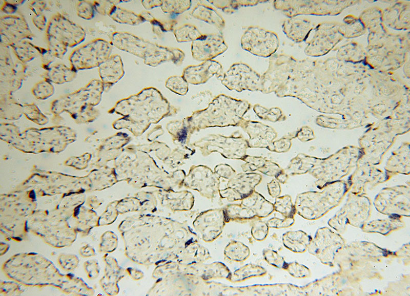 Immunohistochemical of paraffin-embedded human placenta using Catalog No:108847(CPA1 antibody) at dilution of 1:100 (under 10x lens)