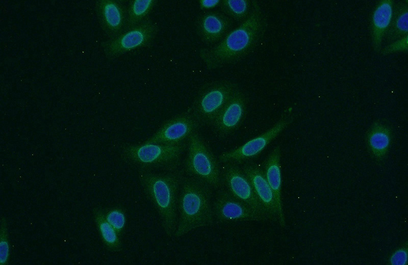 Immunofluorescent analysis of HepG2 cells using Catalog No:114575(RCC1 Antibody) at dilution of 1:50 and Alexa Fluor 488-congugated AffiniPure Goat Anti-Rabbit IgG(H+L)