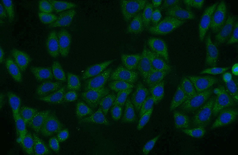 Immunofluorescent analysis of HepG2 cells using Catalog No:114771(RNPEP Antibody) at dilution of 1:25 and Alexa Fluor 488-congugated AffiniPure Goat Anti-Rabbit IgG(H+L)