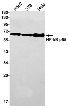 Western blot detection of NF-kB p65 in K562,3T3,Hela cell lysates using NF-kB p65 Rabbit pAb(1:1000 diluted).Predicted band size:60kDa.Observed band size:65kDa.
