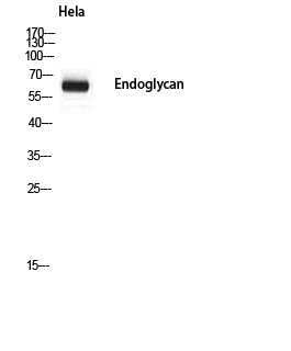 Fig1:; Western blot analysis of Hela using Endoglycan antibody.. Secondary antibody（catalog#: HA1001) was diluted at 1:20000