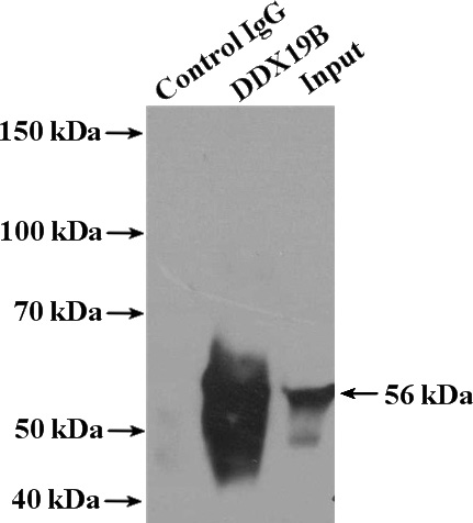 IP Result of anti-DDX19B (IP:Catalog No:109819, 4ug; Detection:Catalog No:109819 1:500) with K-562 cells lysate 4000ug.