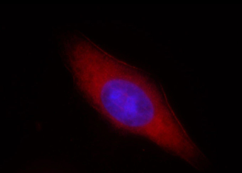 Immunofluorescent analysis of HepG2 cells, using ASCC2 antibody Catalog No:108219 at 1:25 dilution and Rhodamine-labeled goat anti-rabbit IgG (red). Blue pseudocolor = DAPI (fluorescent DNA dye).