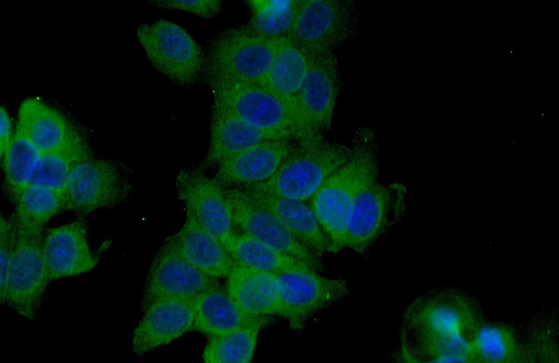 Immunofluorescent analysis of (-20oc Ethanol) fixed MCF-7 cells using Catalog No:115909(TCHP Antibody) at dilution of 1:25 and Alexa Fluor 488-congugated AffiniPure Goat Anti-Rabbit IgG(H+L)