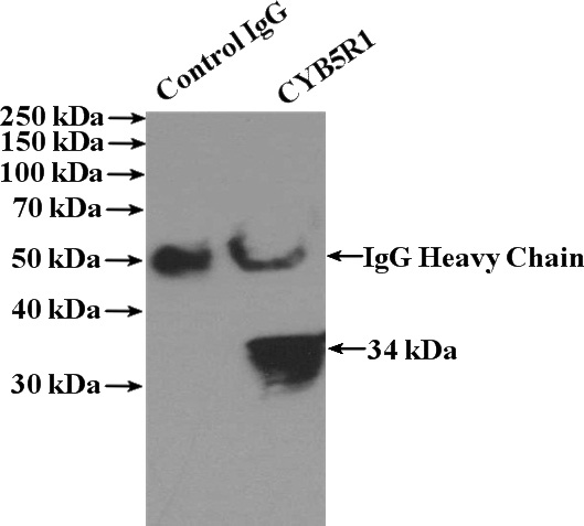 IP Result of anti-CYB5R1 (IP:Catalog No:109656, 4ug; Detection:Catalog No:109656 1:1000) with human placenta tissue lysate 1520ug.