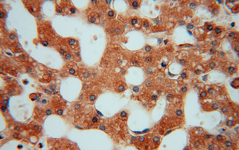 Immunohistochemical of paraffin-embedded human liver using Catalog No:112198(LEPREL1 antibody) at dilution of 1:50 (under 40x lens)