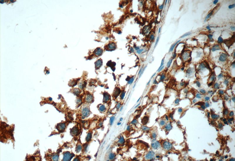 Immunohistochemistry of paraffin-embedded human testis tissue slide using Catalog No:112200(LEP Antibody) at dilution of 1:50 (under 40x lens)