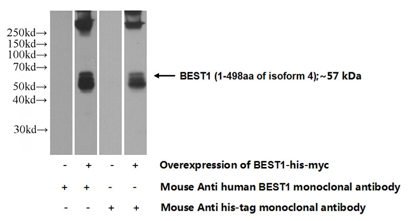 Transfected HEK-293 cells were subjected to SDS PAGE followed by western blot with Catalog No:107085(BEST1 Antibody) at dilution of 1:1000