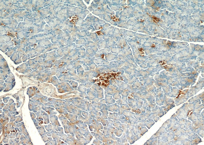Immunohistochemical of paraffin-embedded human pancreas using Catalog No:113804(EGLN1 antibody) at dilution of 1:100 (under 10x lens)