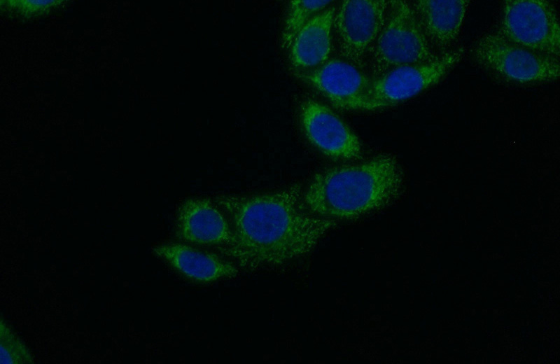 Immunofluorescent analysis of (10% Formaldehyde) fixed HepG2 cells using Catalog No:110294(ECM1 Antibody) at dilution of 1:50 and Alexa Fluor 488-congugated AffiniPure Goat Anti-Rabbit IgG(H+L)