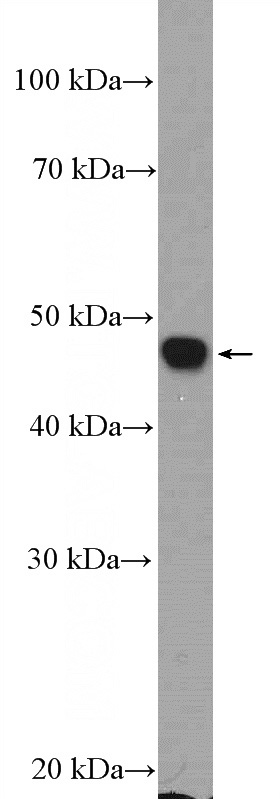 SH-SY5Y cells were subjected to SDS PAGE followed by western blot with Catalog No:113129(TACR1 Antibody) at dilution of 1:600