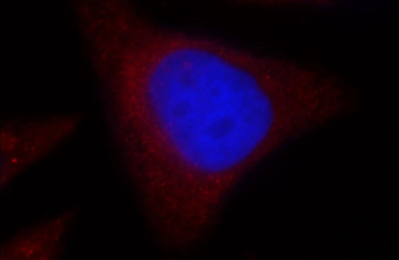 Immunofluorescent analysis of HepG2 cells, using OAS2 antibody Catalog No:113460 at 1:25 dilution and Rhodamine-labeled goat anti-rabbit IgG (red). Blue pseudocolor = DAPI (fluorescent DNA dye).