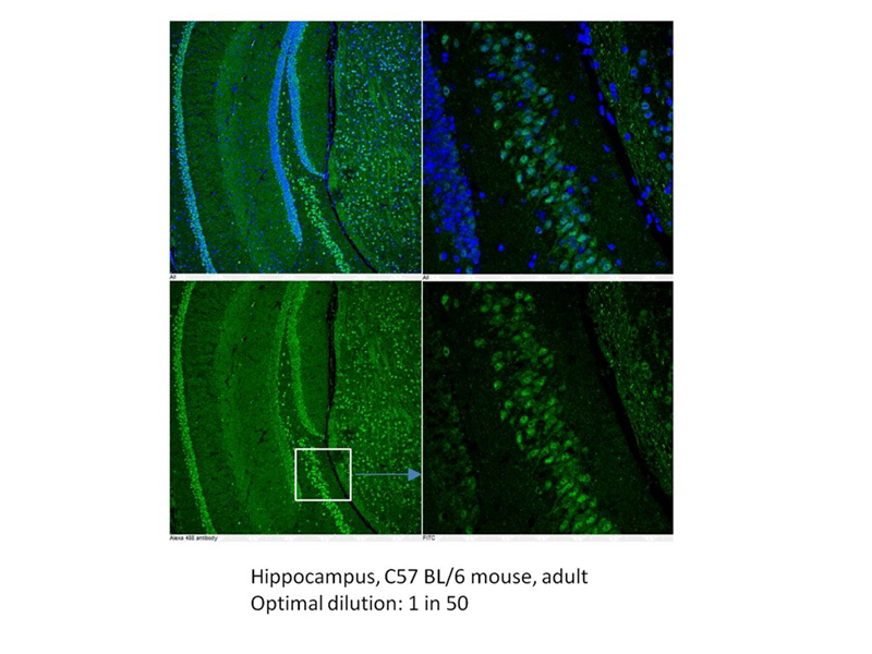 IF result of GPR50 antibody (Catalog No:111129, 1:50) with mouse hippocampus by Dr. Qian Li, University of Edinburgh.