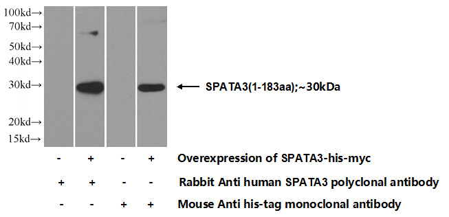 Transfected HEK-293 cells were subjected to SDS PAGE followed by western blot with Catalog No:115553(SPATA3 Antibody) at dilution of 1:700
