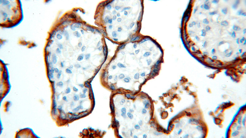 Immunohistochemical of paraffin-embedded human placenta using Catalog No:113939(ALPP antibody) at dilution of 1:100 (under 40x lens)