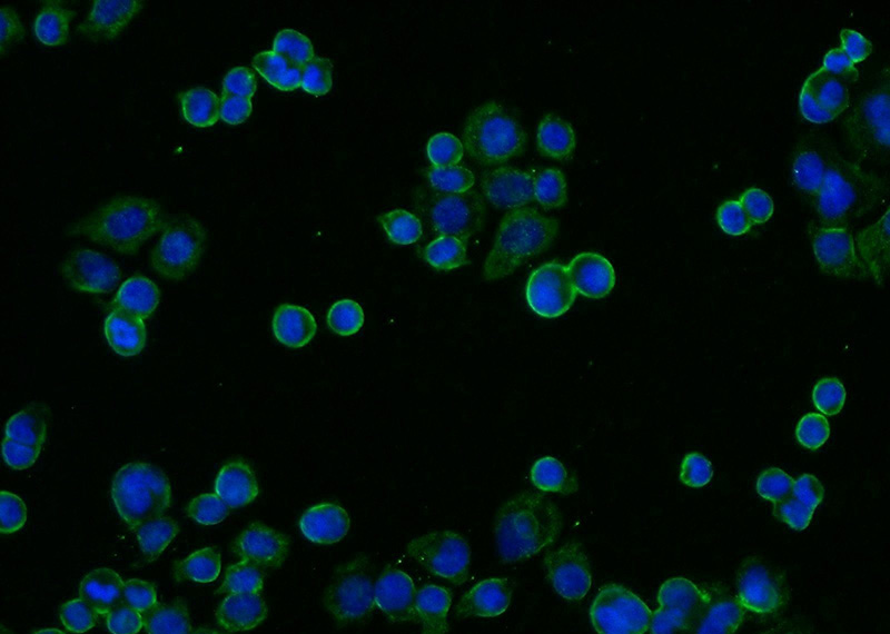 Immunofluorescent analysis of COLO 320 cells using Catalog No:111779(IL22RA1 Antibody) at dilution of 1:25 and Alexa Fluor 488-congugated AffiniPure Goat Anti-Rabbit IgG(H+L)
