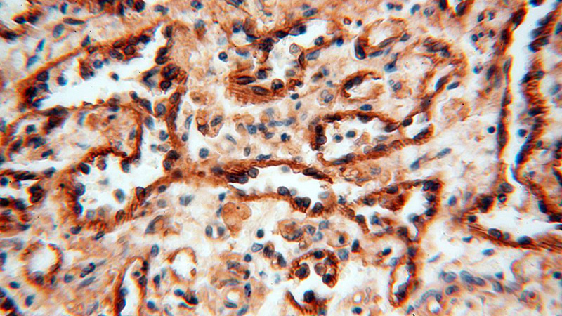 Immunohistochemical of paraffin-embedded human spleen using Catalog No:111415(HLA class I (HLA-B) antibody) at dilution of 1:100 (under 40x lens)