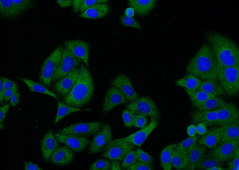 Immunofluorescent analysis of HepG2 cells using Catalog No:107336(NR1H3 Antibody) at dilution of 1:25 and Alexa Fluor 488-congugated AffiniPure Goat Anti-Mouse IgG(H+L)