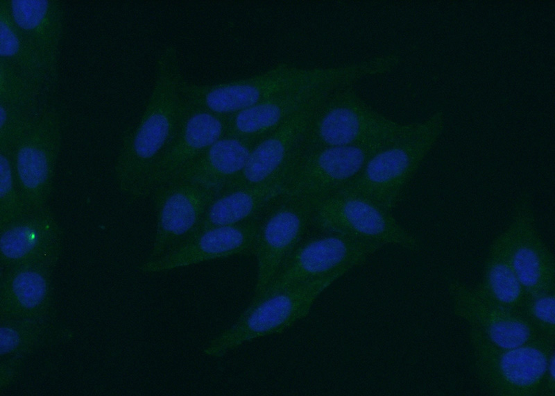 Immunofluorescent analysis of (-20oc Ethanol) fixed HepG2 cells using Catalog No:108023(APOB Antibody) at dilution of 1:50 and Alexa Fluor 488-congugated AffiniPure Goat Anti-Rabbit IgG(H+L)