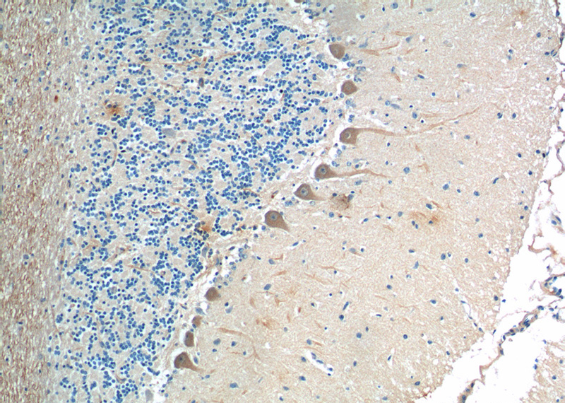 Immunohistochemistry of paraffin-embedded human cerebellum tissue slide using Catalog No:113851(PRKCG Antibody) at dilution of 1:200 (under 10x lens).
