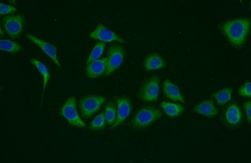 Immunofluorescent analysis of PC-3 cells using Catalog No:112906(MVK Antibody) at dilution of 1:25 and Alexa Fluor 488-congugated AffiniPure Goat Anti-Rabbit IgG(H+L)