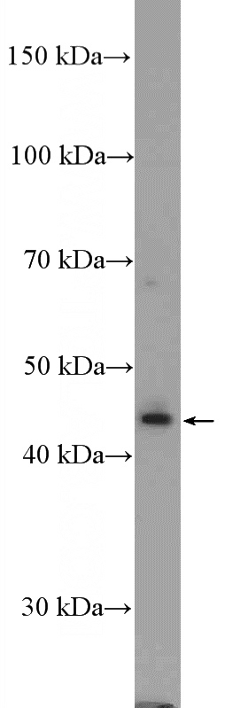 SH-SY5Y cells were subjected to SDS PAGE followed by western blot with Catalog No:115637(STAC2 Antibody) at dilution of 1:300