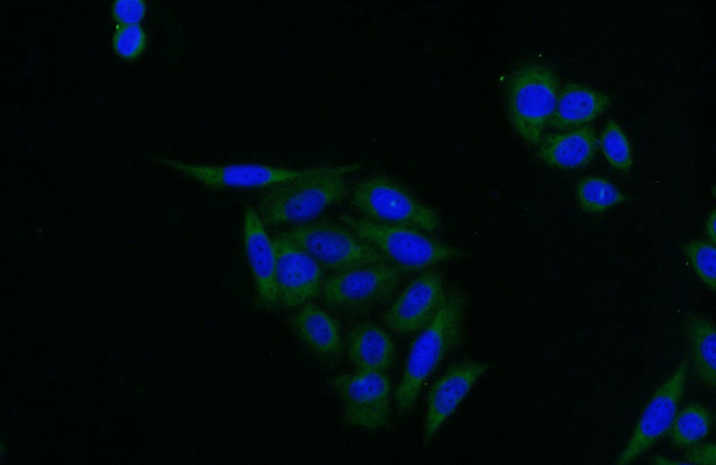 Immunofluorescent analysis of HeLa cells using Catalog No:111686(IGFBP3 Antibody) at dilution of 1:25 and Alexa Fluor 488-congugated AffiniPure Goat Anti-Rabbit IgG(H+L)