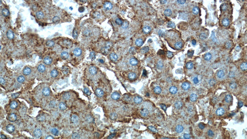 Immunohistochemical of paraffin-embedded human liver using Catalog No:108734(C5AR1 antibody) at dilution of 1:50 (under 40x lens)