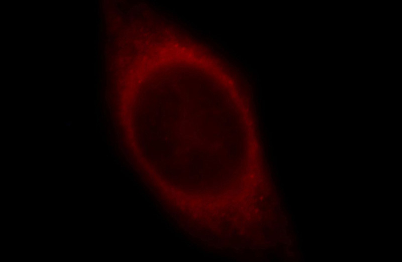 Immunofluorescent analysis of HepG2 cells, using CCDC56 antibody Catalog No:108981 at 1:25 dilution and Rhodamine-labeled goat anti-rabbit IgG (red).
