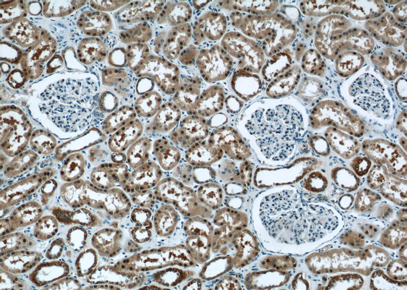 Immunohistochemistry of paraffin-embedded human kidney tissue slide using Catalog No:116420(TRUB1 Antibody) at dilution of 1:50 (under 10x lens)