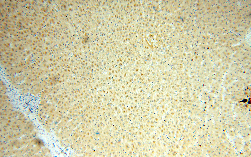 Immunohistochemical of paraffin-embedded human liver using Catalog No:112724(MocOS antibody) at dilution of 1:50 (under 10x lens)