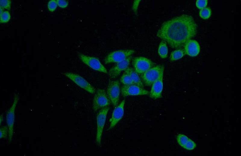 Immunofluorescent analysis of HeLa cells using Catalog No:110361(ERK1/2 Antibody) at dilution of 1:25 and Alexa Fluor 488-congugated AffiniPure Goat Anti-Rabbit IgG(H+L)