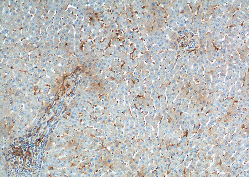 Immunohistochemistry of paraffin-embedded human liver tissue slide using Catalog No:109061(CD169 Antibody) at dilution of 1:200 (under 10x lens).