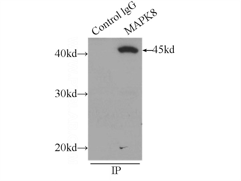 IP Result of anti-JNK (IP:Catalog No:111891, 3ug; Detection:Catalog No:111891 1:1000) with HeLa cells lysate 1000ug.