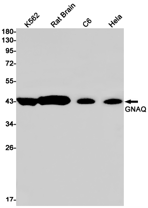 Western blot detection of GNAQ in K562,Rat Brain,C6,Hela cell lysates using GNAQ Rabbit pAb(1:1000 diluted).Predicted band size:42kDa.Observed band size:42kDa.