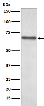 Western blot analysis of NF-κB p65 expression in HeLa cell lysate.