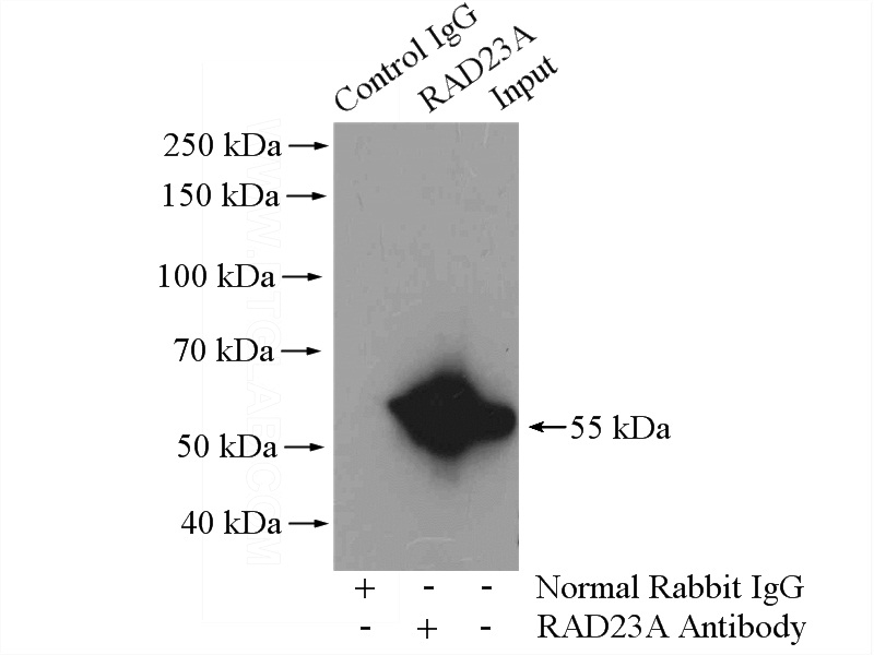 IP Result of anti-RAD23A (IP:Catalog No:114513, 4ug; Detection:Catalog No:114513 1:500) with Jurkat cells lysate 4000ug.