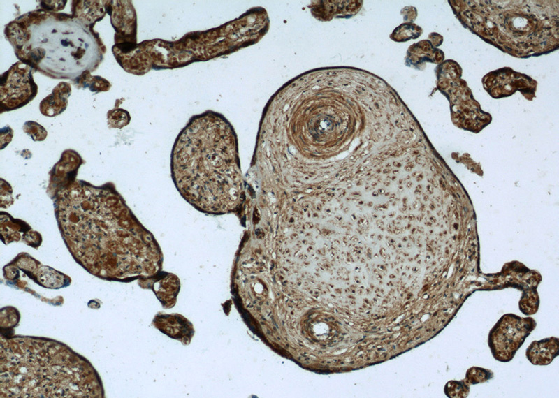 Immunohistochemistry of paraffin-embedded human placenta tissue slide using Catalog No:111942(ISM2 Antibody) at dilution of 1:50 (under 10x lens)