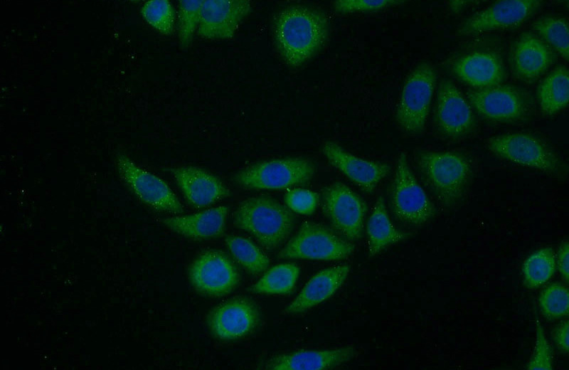 Immunofluorescent analysis of PC-3 cells using Catalog No:116648(Ubiquilin 1 Antibody) at dilution of 1:25 and Alexa Fluor 488-congugated AffiniPure Goat Anti-Rabbit IgG(H+L)