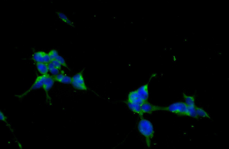 Immunofluorescent analysis of HEK-293 cells using Catalog No:112000(KIF15 Antibody) at dilution of 1:50 and Alexa Fluor 488-congugated AffiniPure Goat Anti-Rabbit IgG(H+L)