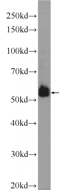 PC-3 cells were subjected to SDS PAGE followed by western blot with Catalog No:108779(C6orf15 Antibody) at dilution of 1:600