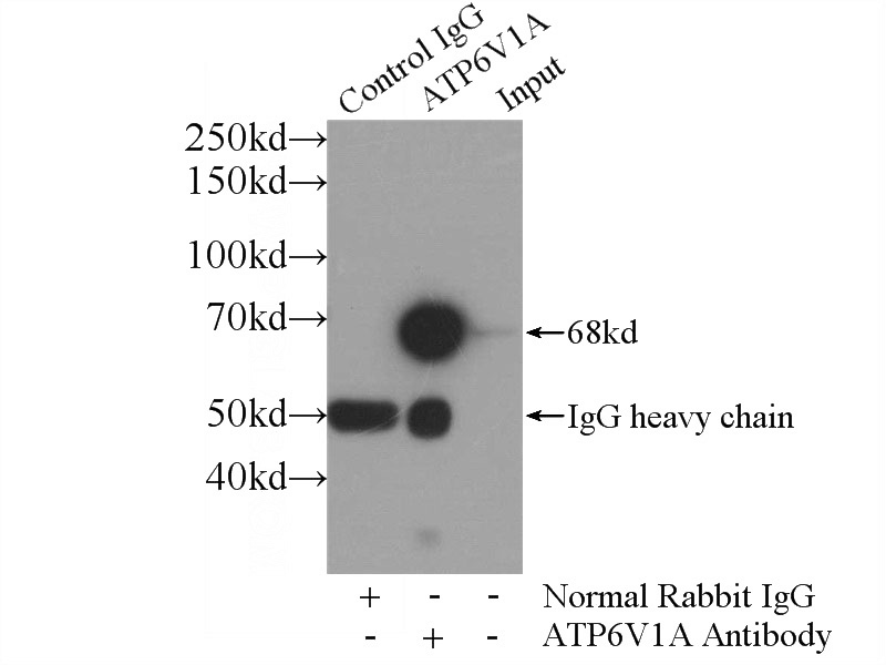 IP Result of anti-ATP6V1A (IP:Catalog No:108305, 4ug; Detection:Catalog No:108305 1:500) with HeLa cells lysate 4000ug.