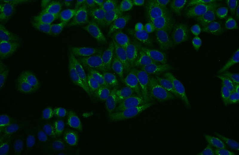 Immunofluorescent analysis of HepG2 cells using Catalog No:110642(FGFR2 Antibody) at dilution of 1:25 and Alexa Fluor 488-congugated AffiniPure Goat Anti-Rabbit IgG(H+L)