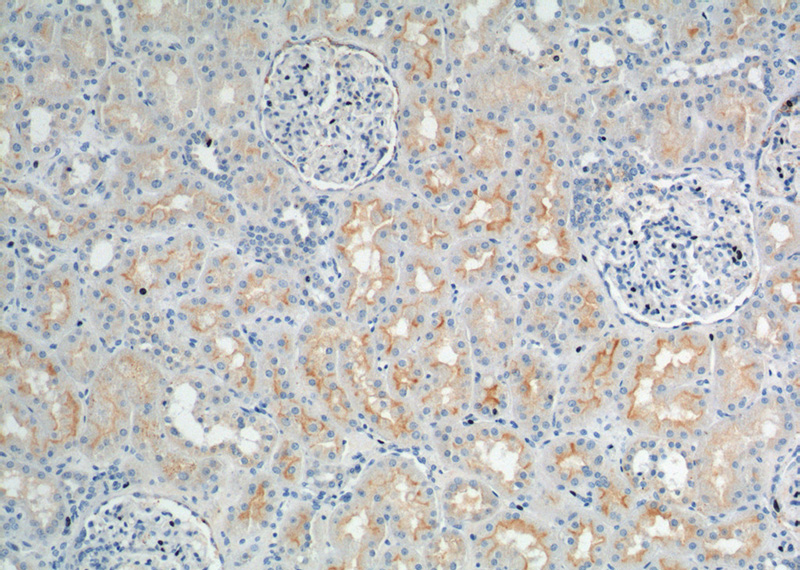 Immunohistochemistry of paraffin-embedded human kidney tissue slide using Catalog No:115301(SLC13A2 Antibody) at dilution of 1:200 (under 10x lens).