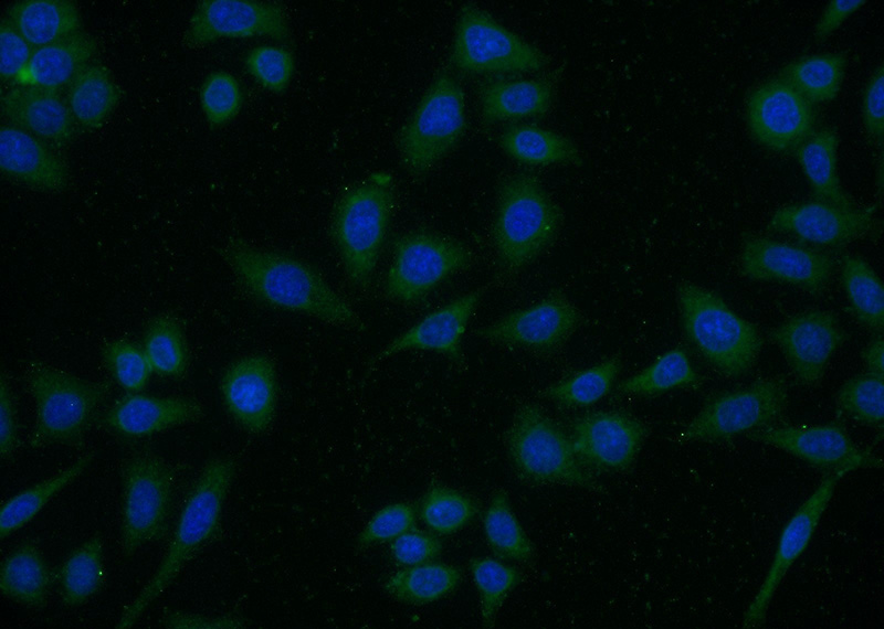 Immunofluorescent analysis of (-20oc Ethanol) fixed HeLa cells using Catalog No:107215(FBLN5 Antibody) at dilution of 1:50 and Alexa Fluor 488-congugated AffiniPure Goat Anti-Mouse IgG(H+L)