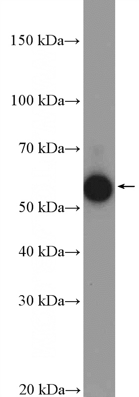 HL-60 cells were subjected to SDS PAGE followed by western blot with Catalog No:109661(Cyclin A2 Antibody) at dilution of 1:600