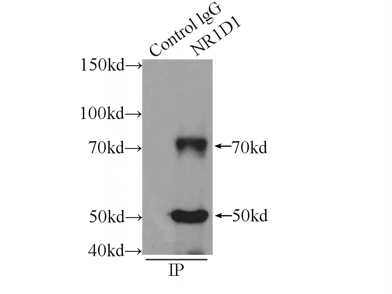 IP Result of anti-NR1D1 (IP:Catalog No:113229, 4ug; Detection:Catalog No:113229 1:300) with A549 cells lysate 1200ug.