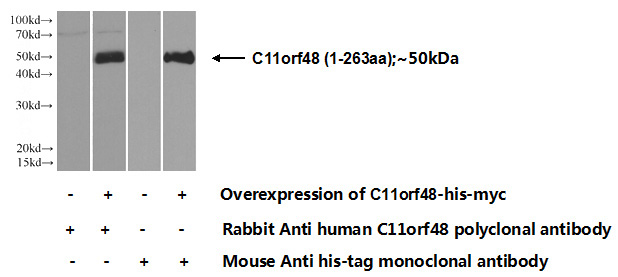 Transfected HEK-293 cells were subjected to SDS PAGE followed by western blot with Catalog No:108637(C11orf48 Antibody) at dilution of 1:700
